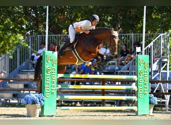 Italienisches Reitpferd, Wallach, 5 Jahre, 178 cm, Brauner