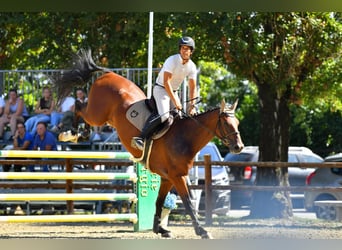 Italienisches Reitpferd, Wallach, 5 Jahre, 178 cm, Brauner
