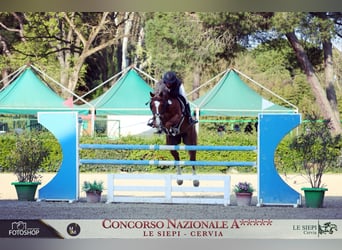 Italienisches Reitpferd, Wallach, 6 Jahre, 164 cm, Fuchs