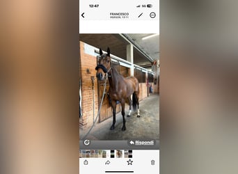 Italienisches Reitpferd, Wallach, 6 Jahre, 165 cm, Dunkelbrauner