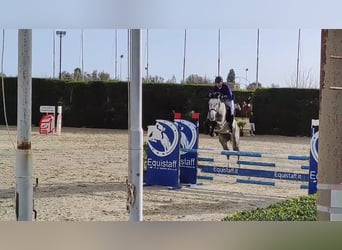 Italienisches Reitpferd, Wallach, 6 Jahre, 172 cm, Schimmel