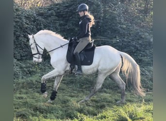 Italienisches Reitpferd, Wallach, 7 Jahre, 157 cm, Cremello