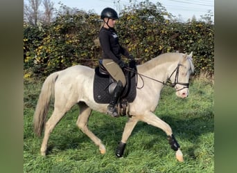 Italienisches Reitpferd, Wallach, 7 Jahre, 157 cm, Cremello