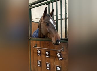 Italienisches Reitpferd, Wallach, 7 Jahre, 163 cm, Brauner