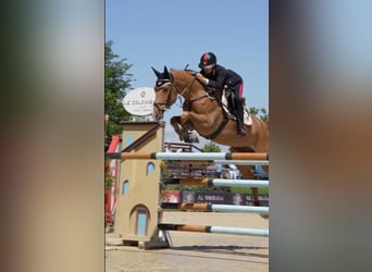 Italienisches Reitpferd, Wallach, 7 Jahre, 170 cm, Fuchs