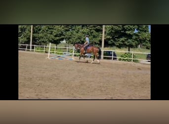 Italienisches Reitpferd, Wallach, 7 Jahre, 170 cm, Rotbrauner