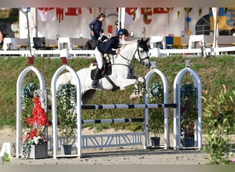 Italienisches Reitpferd, Wallach, 7 Jahre, 175 cm, Schimmel