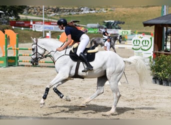 Italienisches Reitpferd, Wallach, 7 Jahre, 175 cm, Schimmel