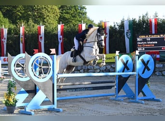 Italienisches Reitpferd, Wallach, 7 Jahre, 175 cm, Schimmel
