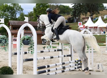 Italienisches Reitpferd, Wallach, 7 Jahre, 175 cm, Schimmel