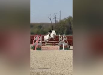Italienisches Reitpferd, Wallach, 7 Jahre, 175 cm, Schimmel