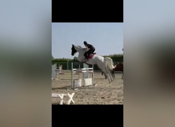 Italienisches Reitpferd, Wallach, 7 Jahre, 175 cm, Schimmel