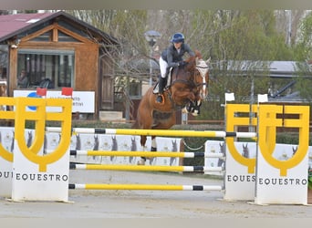 Italienisches Reitpferd, Wallach, 7 Jahre, 176 cm, Fuchs