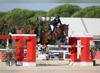 Italienisches Reitpferd, Wallach, 8 Jahre, 170 cm, Brauner