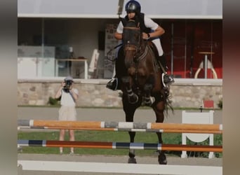 Italienisches Reitpferd, Wallach, 9 Jahre, Dunkelbrauner