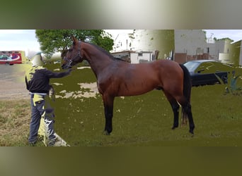 Italiensk travare, Hingst, 15 år, 166 cm, Brun