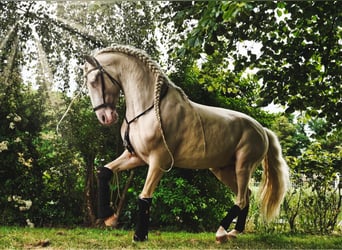 Lusitanien, Étalon, 12 Ans, 162 cm, Cremello