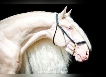 Lusitano, Hengst, 12 Jaar, 162 cm, Cremello