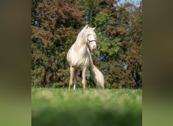 Lusitano, Stallone, 11 Anni, 162 cm, Cremello