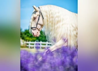 Lusitano, Stallone, 11 Anni, 162 cm, Cremello