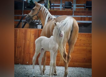 Lusitano, Stallone, 11 Anni, 162 cm, Cremello