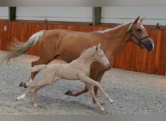 Lusitano, Stallone, 11 Anni, 162 cm, Cremello