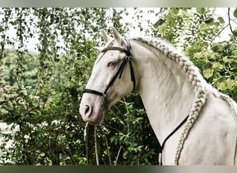 Lusitano, Stallone, 12 Anni, 162 cm, Cremello