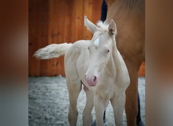 Lusitano, Stallone, 12 Anni, 162 cm, Cremello