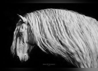 Lusitanos, Hengst, 12 Jahre, 162 cm, Cremello