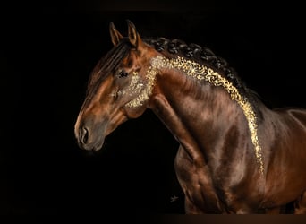 PRE, Hengst, 6 Jahre, 172 cm, Brauner