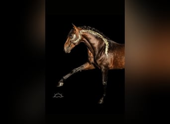 PRE, Hengst, 6 Jahre, 172 cm, Brauner