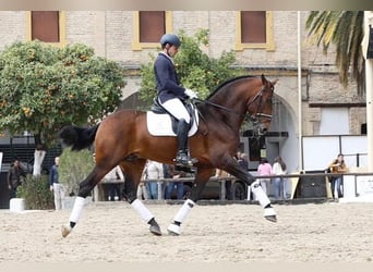 PRE, Hengst, 4 Jahre, 172 cm, Brauner