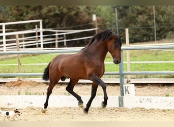 PRE, Semental, 4 años, 172 cm, Castaño