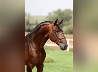 PRE, Stallion, 4 years, 16,3 hh, Brown