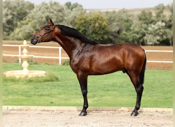 PRE, Stallion, 4 years, 16,3 hh, Brown