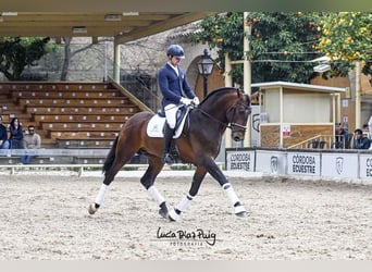 PRE, Stallion, 4 years, 16,3 hh, Brown