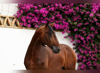 PRE, Stallion, 4 years, 16,3 hh, Brown