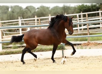 PRE, Stallone, 4 Anni, 172 cm, Baio