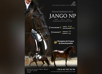 PRE, Hengst, 7 Jahre, 170 cm, Rappe