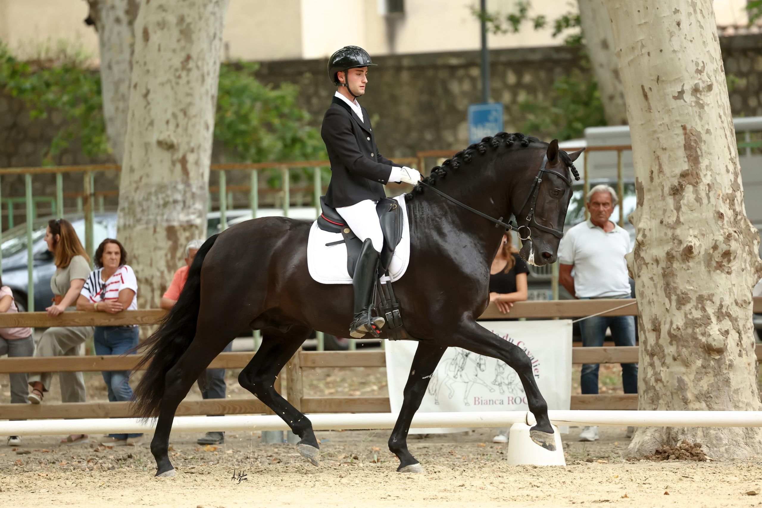 PRE, Ogier, 6 lat, 172 cm, Kara