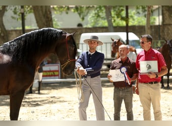 PRE, Stallion, 7 years, 16.2 hh, Black