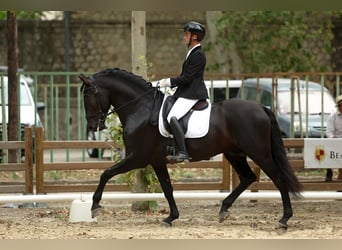 PRE, Stallion, 7 years, 16.2 hh, Black