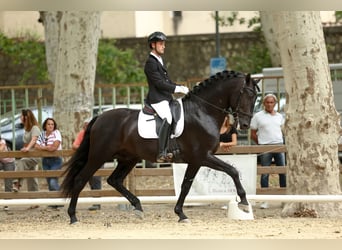 PRE, Stallion, 7 years, 16.2 hh, Black