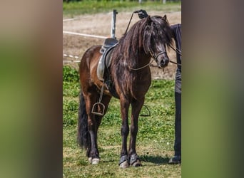 Caballos islandeses, Semental, 14 años, 147 cm, Negro