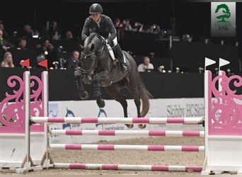 Zangersheide, Stallone, 10 Anni, 169 cm, Grigio