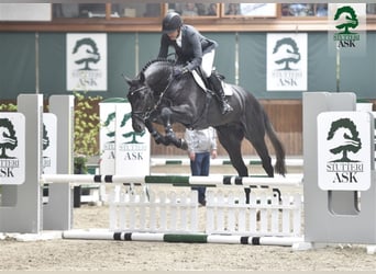 Zangersheide, Stallone, 10 Anni, 169 cm, Grigio