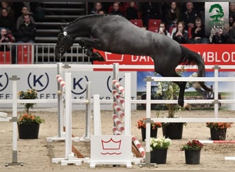Zangersheider, Hengst, 9 Jahre, 169 cm, Schimmel