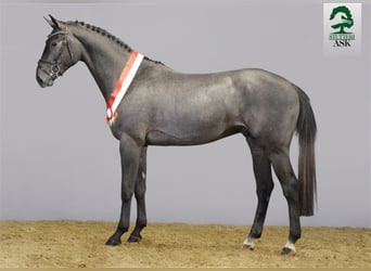 Zangersheider, Hengst, 9 Jahre, 169 cm, Schimmel