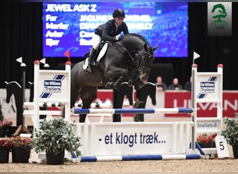 Zangersheider, Hengst, 9 Jahre, 169 cm, Schimmel