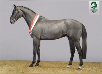 Zangersheider, Stallion, 8 years, 16.2 hh, Gray